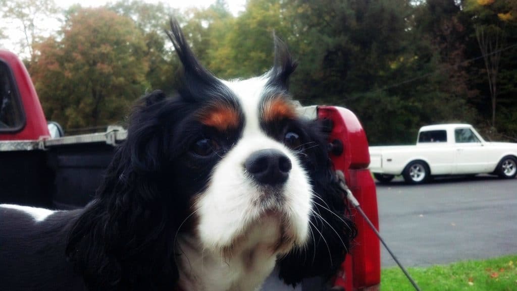 dogs with eyebrows