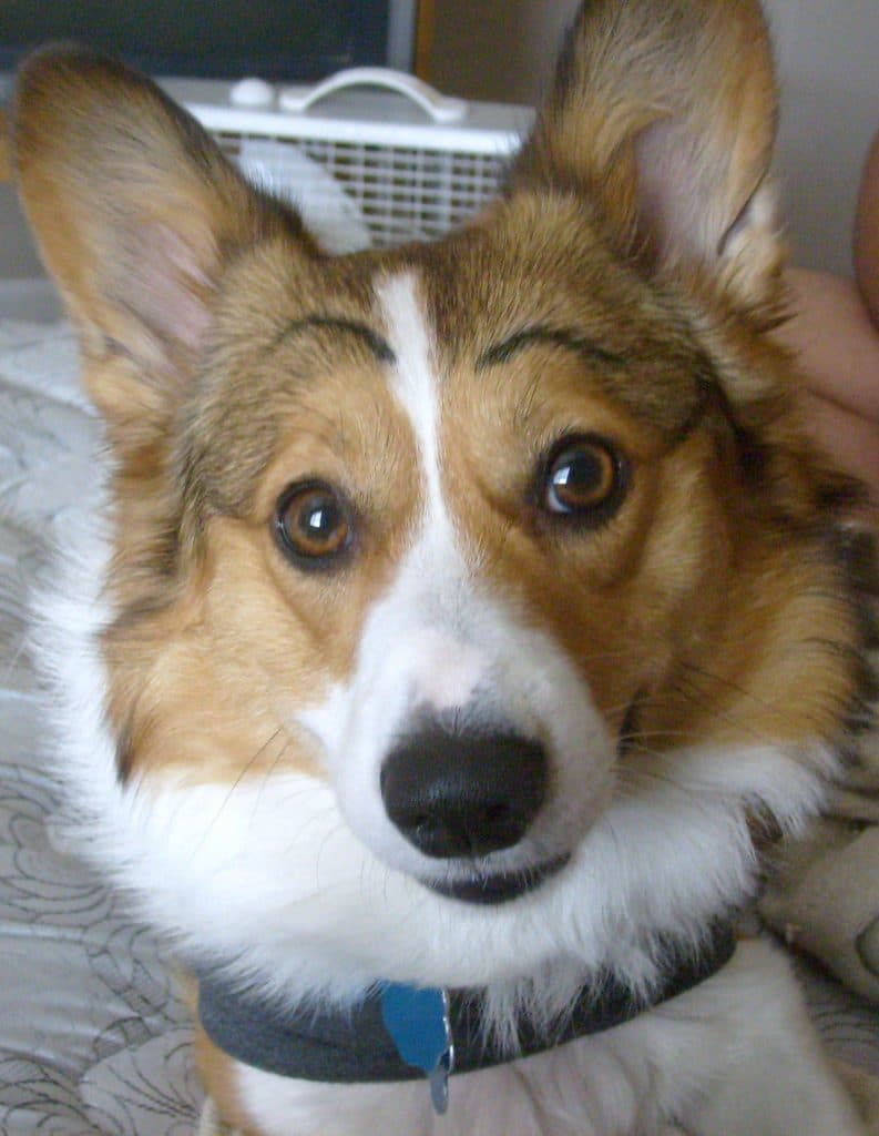 dogs with eyebrows