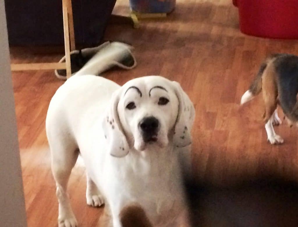 dogs with eyebrows