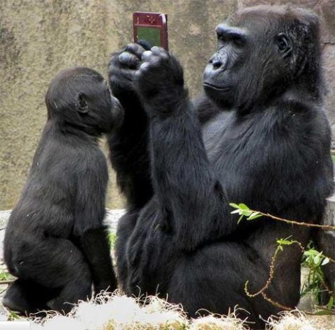 gorilla checking phone - Brilliant News