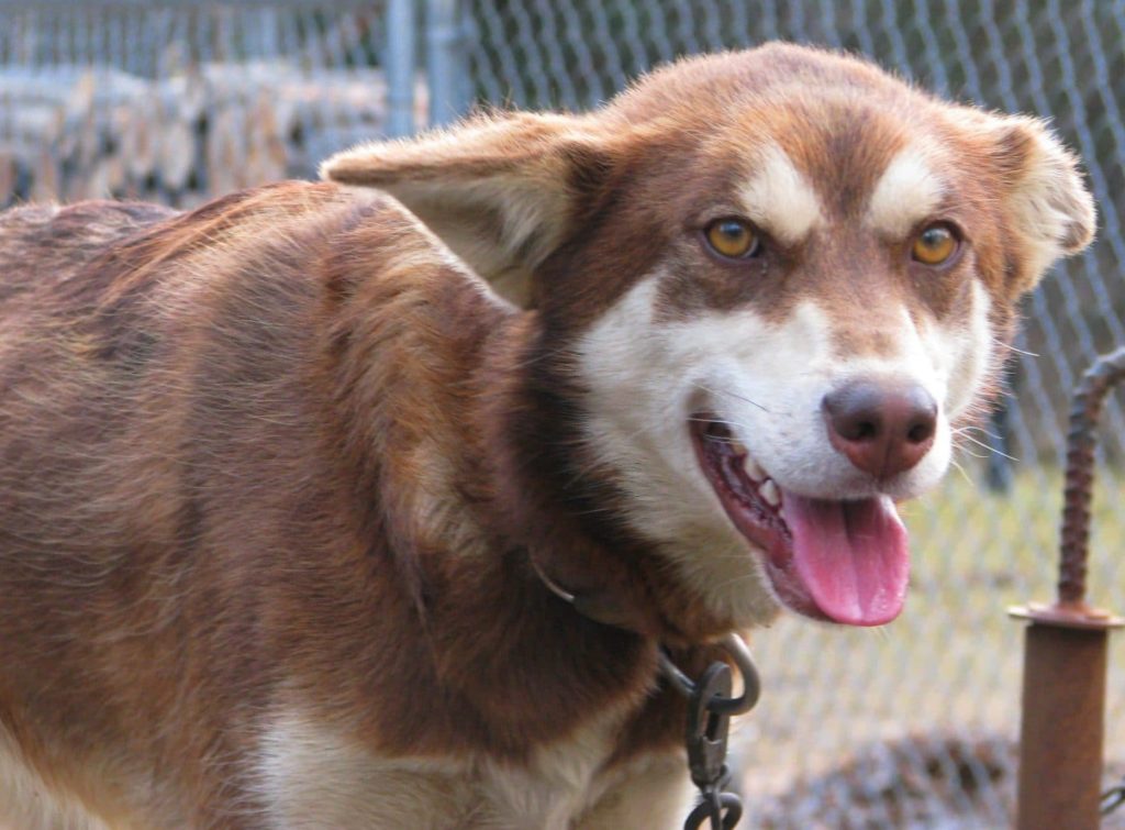 dogs with eyebrows