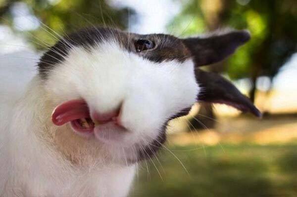 funniest animal selfies