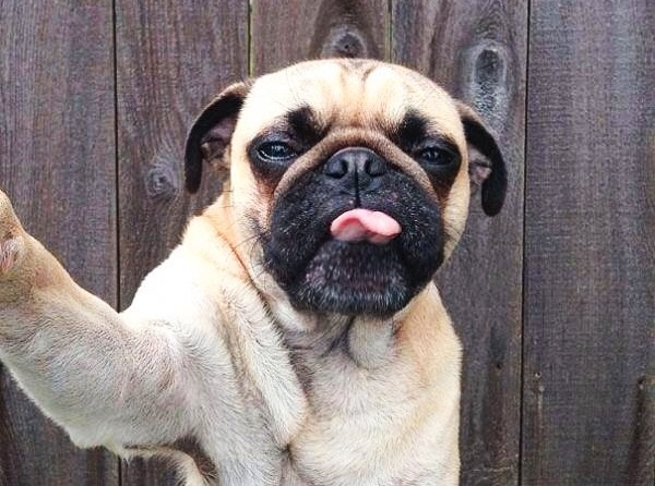 funniest animal selfies