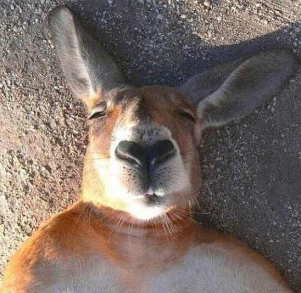 funniest animal selfies