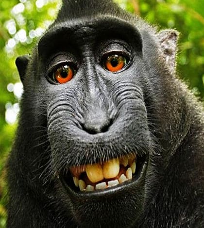 funniest animal selfies