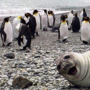 funniest animal selfies