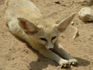 Fennec fox