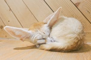 Fennec Fox