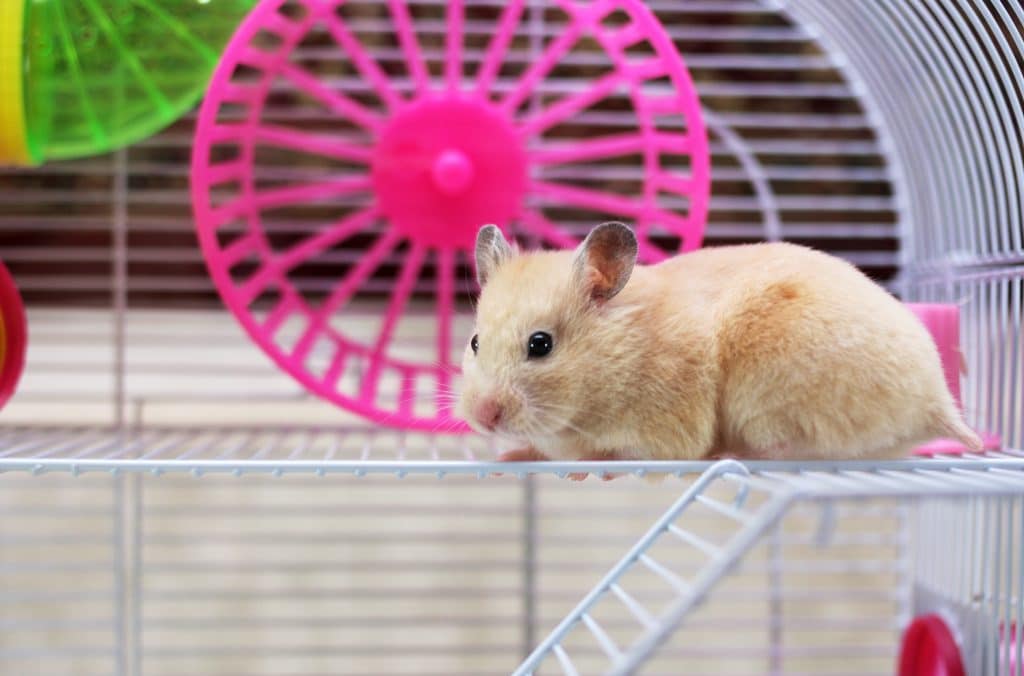 Hamster Sits In A Cage