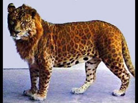 Leopon