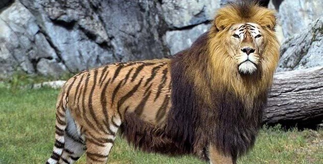 Liger