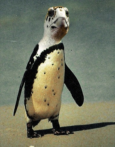 Penguis