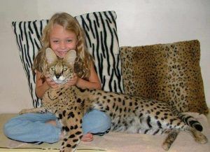 Savannah Cat