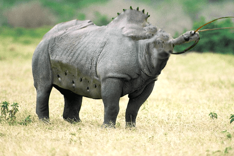 Wheel Brhino