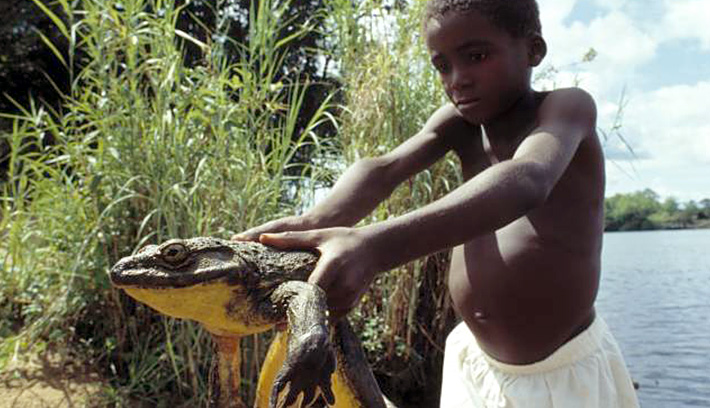 African Goliath frog