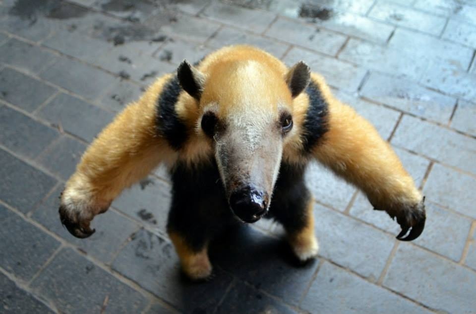 anteater