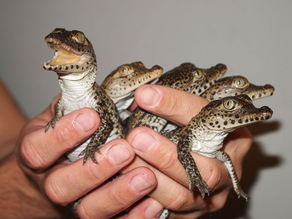 baby croc