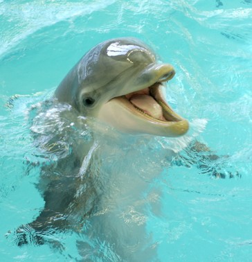 baby dolphin