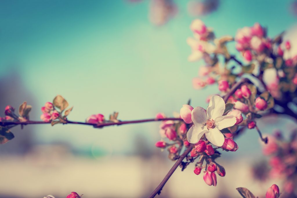 Blossom Tree Over Nature