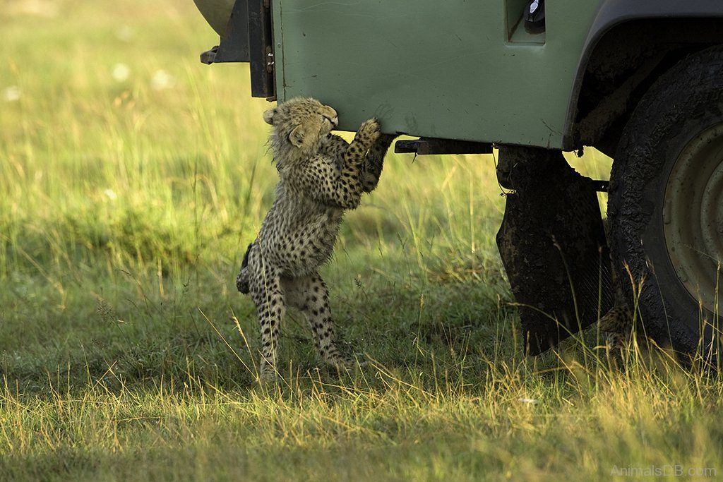 cheetah