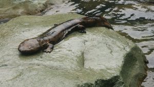 Chinese Salamander