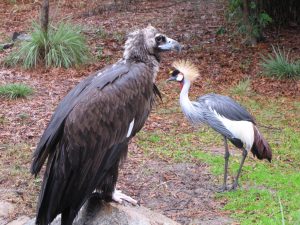 Cinereous Vulture