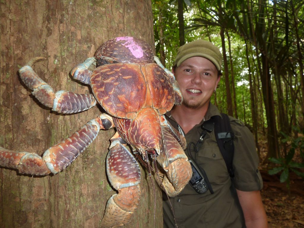 Coconut crab