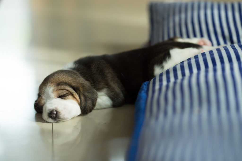 Fluffy Puppy taking nap