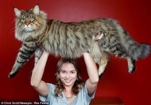 giant cat