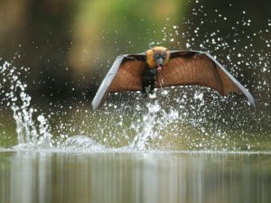 Great Flying Fox