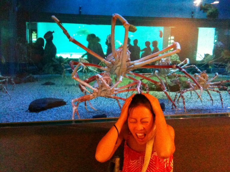 Japanese Spider Crab - Brilliant News