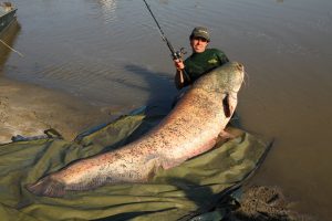 Mekong Giant Catfish