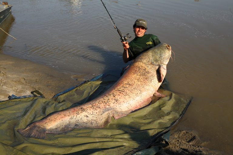 mekong-giant-catfish-brilliant-news