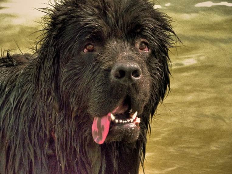 Newfoundland dog