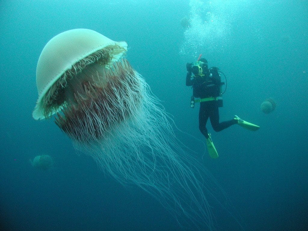 Nomura Jellyfish