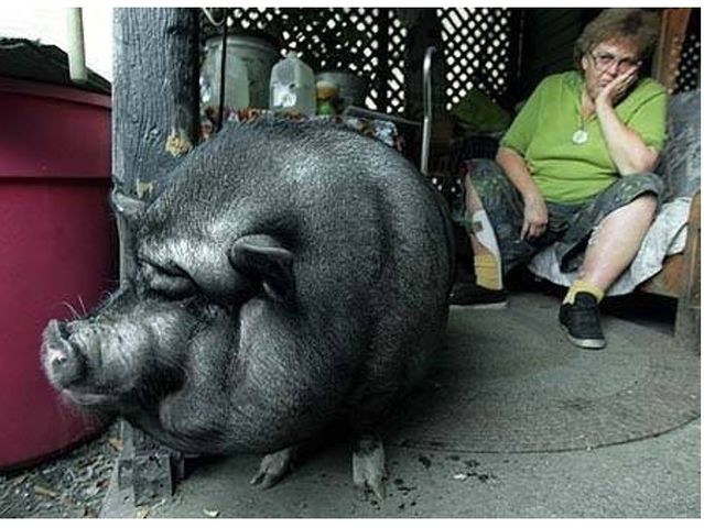 pot bellied pig