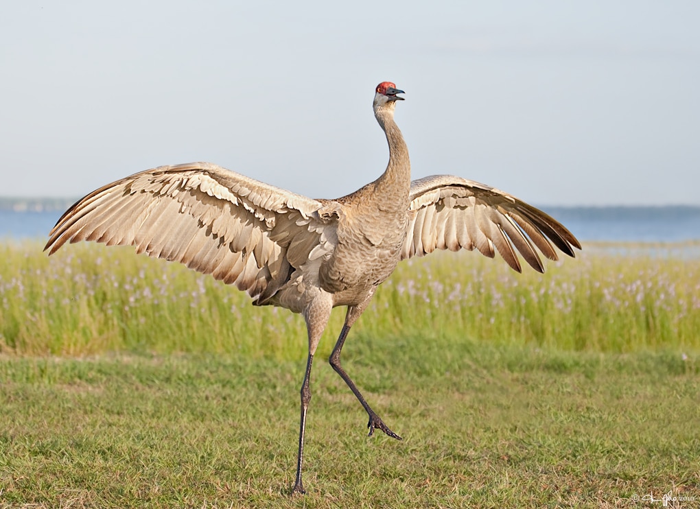 sandhill crane