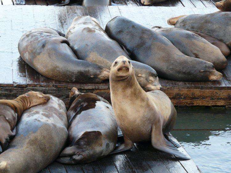 sea lions