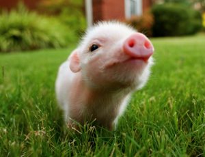 teacup pig