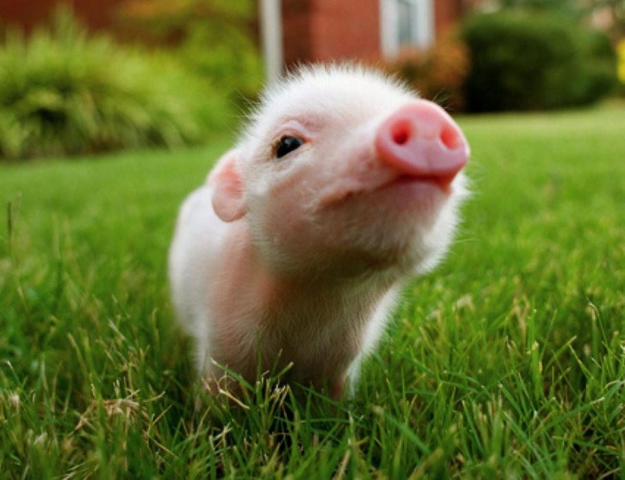 teacup pig Brilliant News