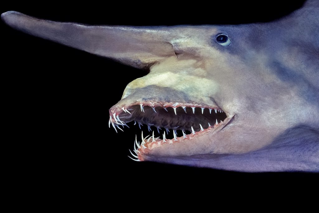 The Goblin Shark