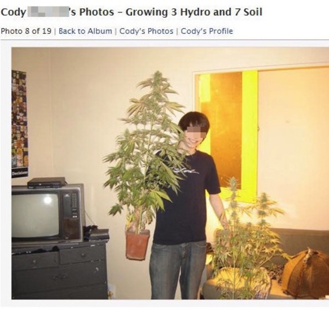 weed plants