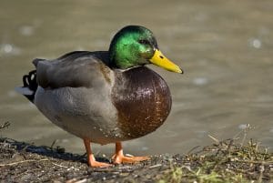 It's a duck pic.