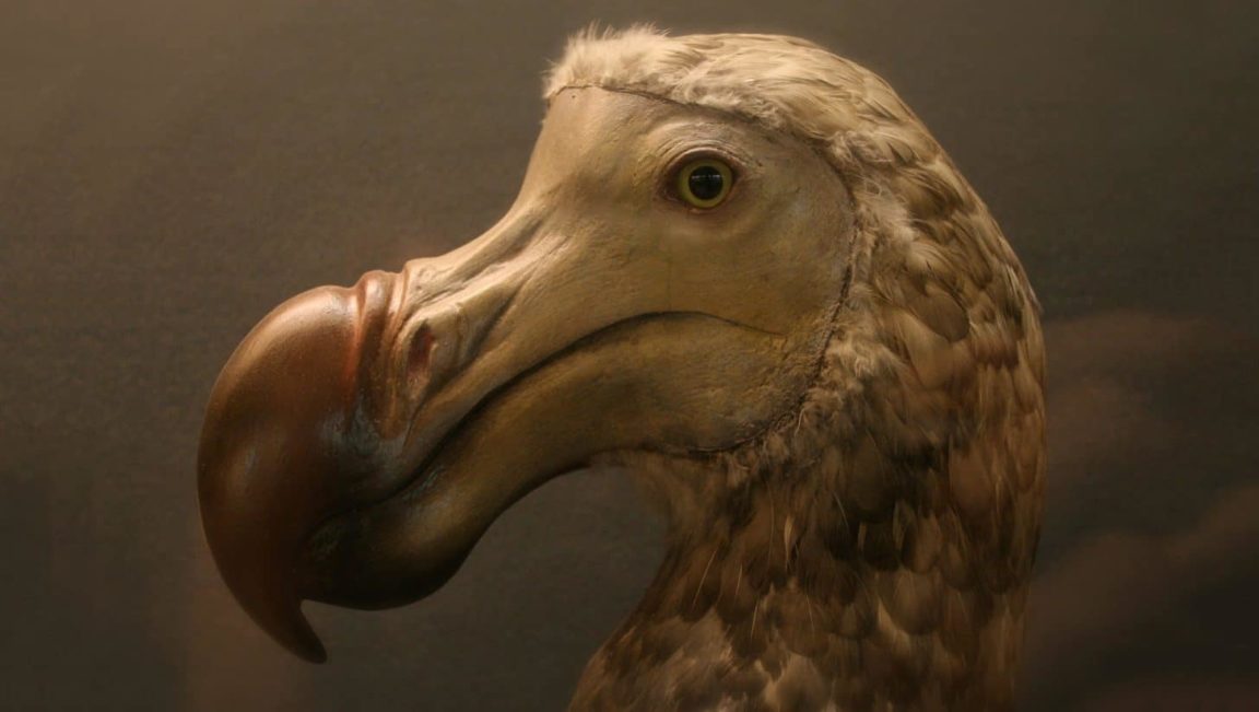 dodo birds