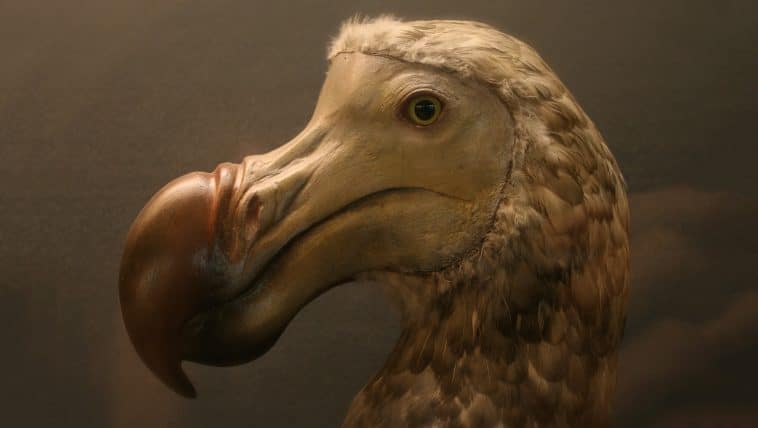 dodo bird photo