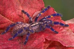 gooty spider