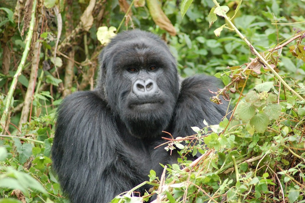 mountain gorilla