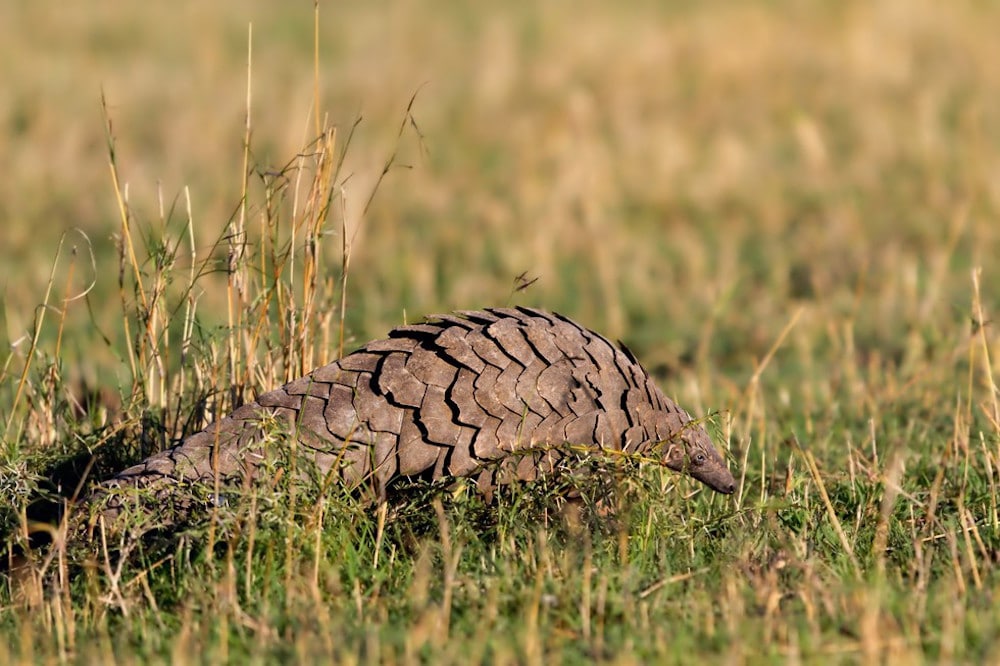 pangolin