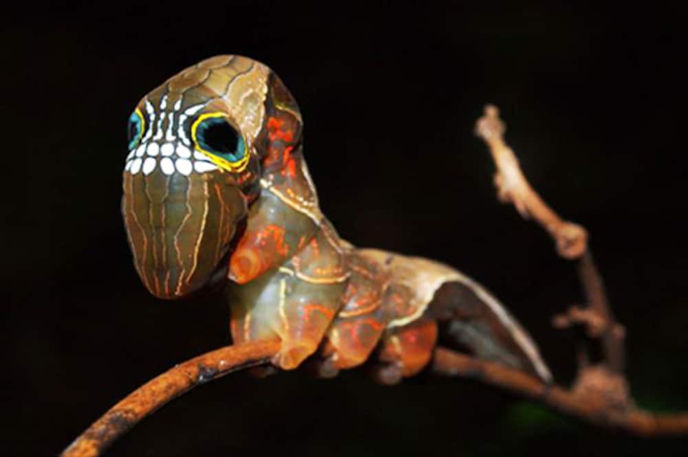 skull caterpillar