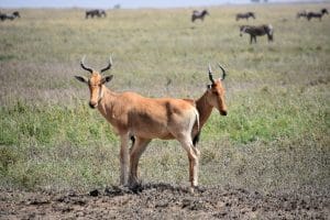 Cokes Hartebeest Kongoni Serengeti Tanzania